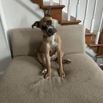 Lola -  Mixed Breed Dog for Adoption in Fredericksburg, Virginia - Lola | PetCurious