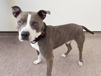 Terrier and Mixed Breed Dogs Available for Adoption in Brentwood, Missouri - STONE | PetCurious