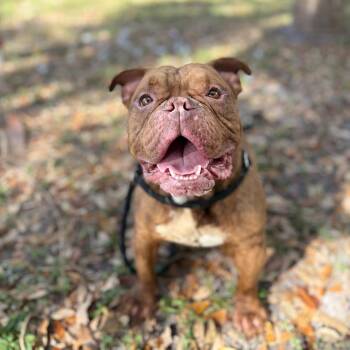 Chad -  English Bulldog Dog for Adoption in Port Richey, Florida - Chad | PetCurious