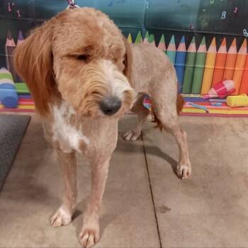 Rescue Golden Retriever and Poodle Dogs for Adoption in Blair, Wisconsin - Bodie | PetCurious