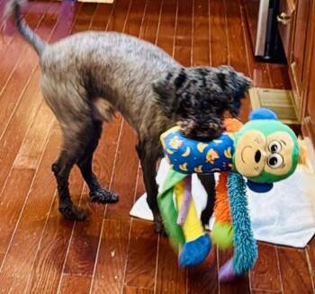 Corey -  Miniature Poodle Dog for Adoption in Baltimore, Maryland - Corey | PetCurious