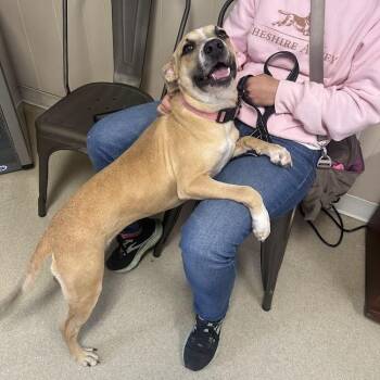 Mixed Breed Dogs Available for Adoption in Jackson, Mississippi - Penelope | PetCurious