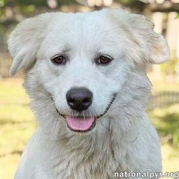 Marie in GA - A Special "Pocket Pyr" -  Great Pyrenees Dog for Adoption in Beacon, New York - Marie In GA - A Special "Pocket Pyr" | PetCurious