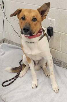 Theo -  Mixed Breed Dog for Adoption in Kansas City, Missouri - Theo | PetCurious