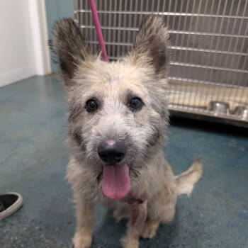 Rescue Terrier Dogs for Adoption in Chico, California - DEXTER | PetCurious