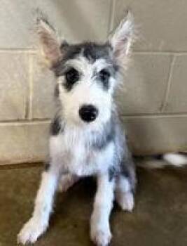 Sarabi -  Husky Dog for Adoption in Munfordville, Kentucky - Sarabi | PetCurious