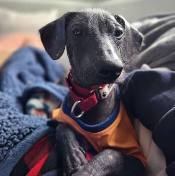 Xoloitzcuintli Mexican Hairless Dogs Available for Adoption in Brooklyn Center, Minnesota - Bluu | PetCurious