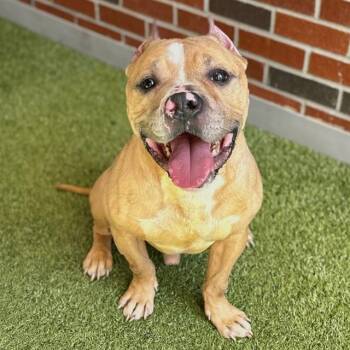 Pit Bull Terrier Dogs Available for Adoption in Edmond, Oklahoma - TROY | PetCurious