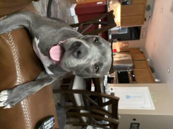 Rescue Pit Bull Terrier Dogs for Adoption in Claremont, California - Lucy | PetCurious