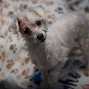 Missy (MY26-108) -  Coton De Tulear and None Dog for Adoption in Peyton, Colorado - Missy (MY26-108) | PetCurious