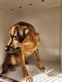 Labrador Retriever and Mixed Breed Dogs Available for Adoption - DOC | PetCurious
