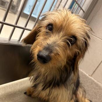 Patricia -  Dachshund and Yorkshire Terrier Dog for Adoption in Nashville, Tennessee - Patricia | PetCurious