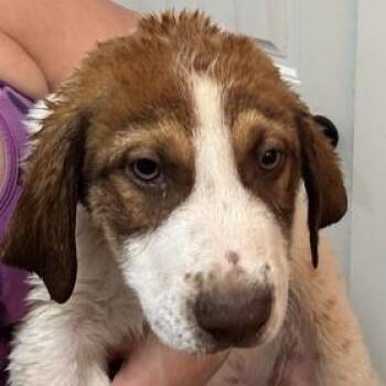 German Shorthaired Pointer and American Foxhound Dogs Available for Adoption - Tater | PetCurious