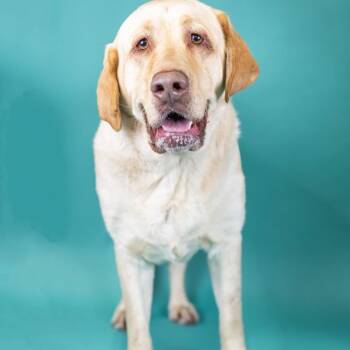 Maverick -  Yellow Labrador Retriever Dog Available for Adoption in Portland, Oregon - Maverick | PetCurious
