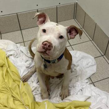 Rescue Mixed Breed Dogs for Adoption in Charleston, West Virginia - King | PetCurious