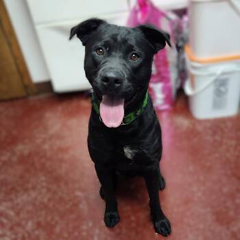 Pit Bull Terrier Dogs Available for Adoption in Fargo, North Dakota - Dale Doback | PetCurious
