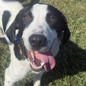 Snoopy -  Hound Dog for Adoption in Chesapeake, Virginia - Snoopy | PetCurious