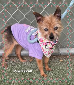 ZOE -  Yorkshire Terrier Dog for Adoption in Marietta, Georgia - ZOE | PetCurious
