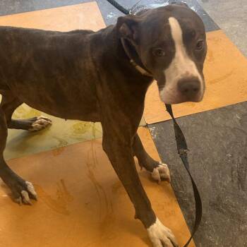 Mixed Breed Dogs Available for Adoption in Philadelphia, Pennsylvania - Barlena | PetCurious