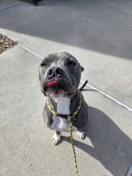 Sammy -  American Staffordshire Terrier and Mixed Breed Dog for Adoption in Grand Junction, Colorado - Sammy | PetCurious
