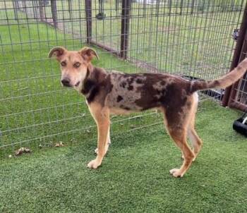 Alfalfa -  Mixed Breed Dog for Adoption in Fort Worth, Texas - Alfalfa | PetCurious