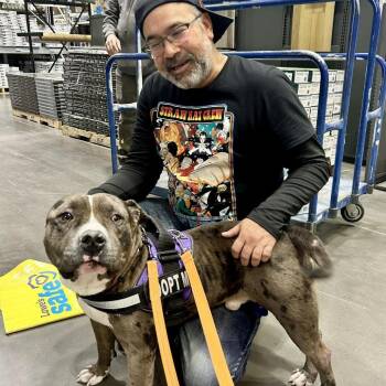 Buddy -  Pit Bull Terrier and American Staffordshire Terrier Dog for Adoption in Las Vegas, Nevada - Buddy | PetCurious