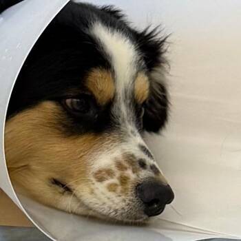 Australian Shepherd Dogs Available for Adoption in Fairport, New York - Willie James | PetCurious