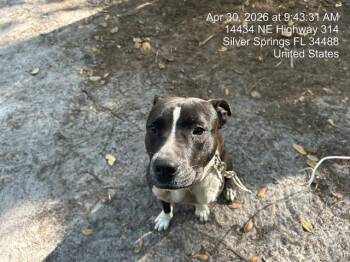 Pit Bull Terrier Dogs Available for Adoption in Ocala, Florida - BELLA | PetCurious