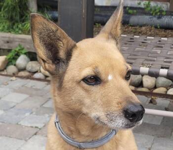 Mountain Dog Dogs Available for Adoption - Naji | PetCurious