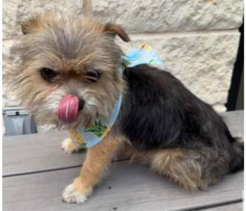 Australian Terrier and Terrier Dogs Available for Adoption - Fizz | PetCurious