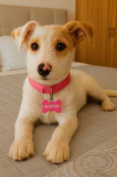 Rescue Parson Russell Terrier Dogs for Adoption in San Diego, California - Muffin | PetCurious