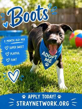 Labrador Retriever and Boxer Dogs Available for Adoption in Hatfield, Pennsylvania - Boots | PetCurious