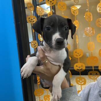 Brooke -  Retriever and Terrier Dog for Adoption in Cheyenne, Wyoming - Brooke | PetCurious