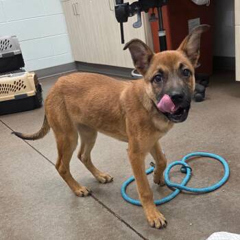 German Shepherd Dog Dogs Available for Adoption in Chattanooga, Tennessee - Angie | PetCurious