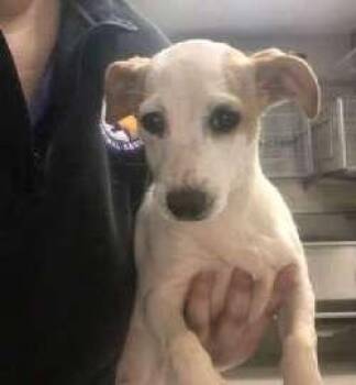 Chiweenie Dogs Available for Adoption in Sudbury, Massachusetts - Honey | PetCurious