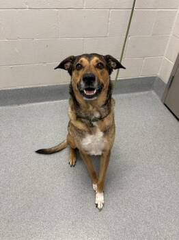 FREDDY -  German Shepherd Dog Dog for Adoption in Indianapolis, Indiana - FREDDY | PetCurious
