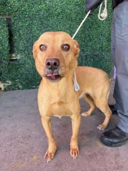 Pit Bull Terrier and Mixed Breed Dogs Available for Adoption in El Paso, Texas - Rocksprings* | PetCurious
