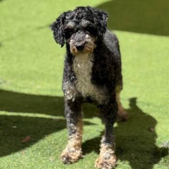 Poodle and Schnauzer Dogs Available for Adoption in Loxahatchee Groves, Florida - Oscar 0961 | PetCurious