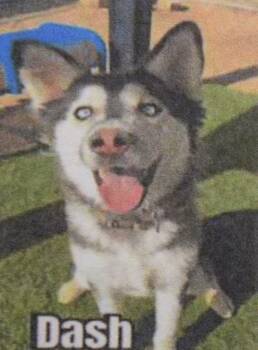 Rescue Siberian Husky and Mixed Breed Dogs for Adoption in Pahrump, Nevada - Dash (A111813) | PetCurious