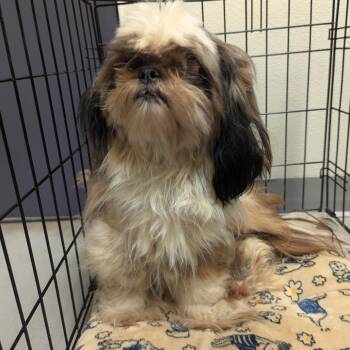 Bovie -  Shih Tzu Dog for Adoption in Charlottesville, Virginia - Bovie | PetCurious