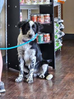 Rucker -  Spaniel Dog for Adoption in Wolcott, Connecticut - Rucker | PetCurious