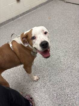 Rescue Mixed Breed Dogs for Adoption in Knoxville, Tennessee - Bacon | PetCurious