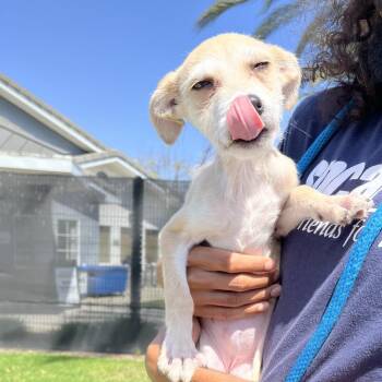 Chihuahua and Terrier Dogs Available for Adoption in Hawthorne, California - Girly Pop | PetCurious
