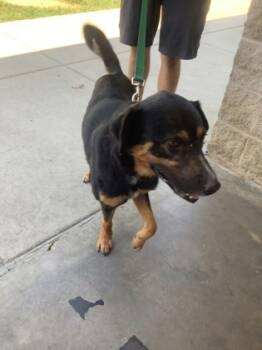 Rescue German Shepherd Dog and Mixed Breed Dogs for Adoption in Fort Worth, Texas - 59298262 | PetCurious