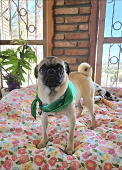 Rescue Pug Dogs for Adoption in San Diego, California - Luca | PetCurious