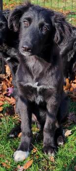 Rescue German Shepherd Dog and Golden Retriever Dogs for Adoption in Mullica, New Jersey - Beans | PetCurious