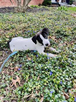 Terrier and Border Collie Dogs Available for Adoption in Churchville, New York - Maurice  | PetCurious
