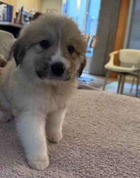 Great Pyrenees Dogs Available for Adoption in Denver, Colorado - Rice | PetCurious