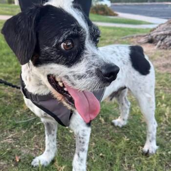 CHARLIE -  Parson Russell Terrier Dog for Adoption in Marana, Arizona - CHARLIE | PetCurious