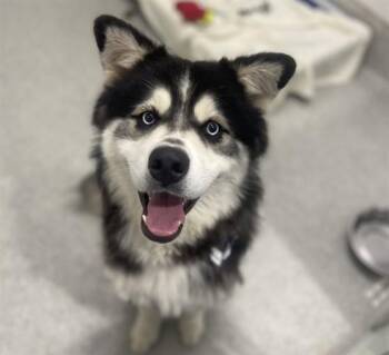 PRINCE -  Siberian Husky and Alaskan Malamute Dog for Adoption in Loveland, Colorado - PRINCE | PetCurious